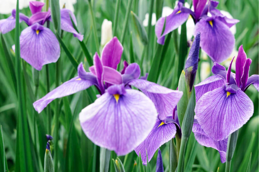 神楽女湖菖蒲